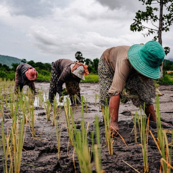 Farmers working in a scenic rice field under cloudy skies.