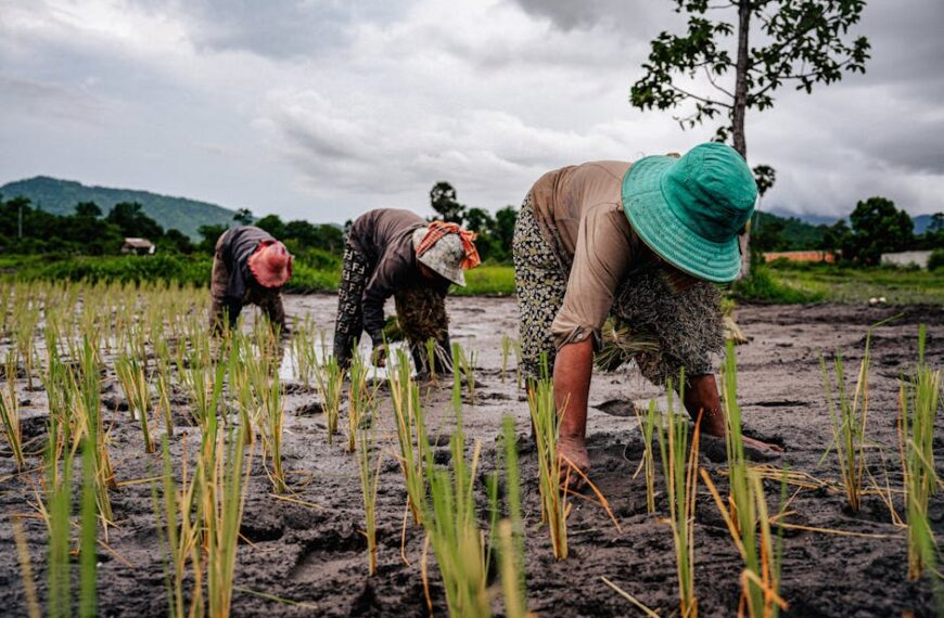 Farmers working in a scenic rice field under cloudy skies.